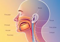 Laryngologia: co to jest i jakie choroby leczy?