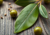 Liść oliwny – właściwości zdrowotne i zastosowanie w leczeniu