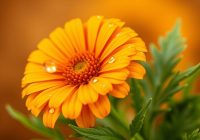 Maść z nagietka na hemoroidy – jak działa i jak stosować?