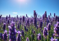 Przeciwwskazania do stosowania lawendy: Co musisz wiedzieć?