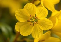 Olej z wiesiołka – właściwości, działanie i zastosowanie dla zdrowia