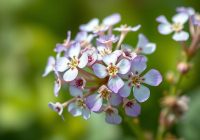 Świetlik łąkowy – właściwości lecznicze i zastosowanie w terapii oczu Świetlik łąkowy – właściwości lecznicze i zastosowanie w terapii oczu