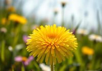 Mniszek lekarski – zdrowotne właściwości i zastosowanie w medycynie