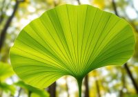 Miłorząb japoński – właściwości, herbata i jej zdrowotne korzyści