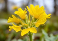 Kwiat podbiału: zdrowotne właściwości i skuteczne zastosowanie Kwiat podbiału: zdrowotne właściwości i skuteczne zastosowanie