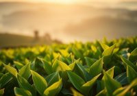 L-teanina: naturalny sposób na stres i lepszy sen