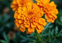 Nagietek lekarski – właściwości, zastosowanie i przeciwwskazania